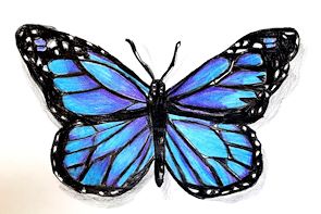 wallpapers Butterfly Color Pencil Drawing Ideas images of easy pencil drawings of